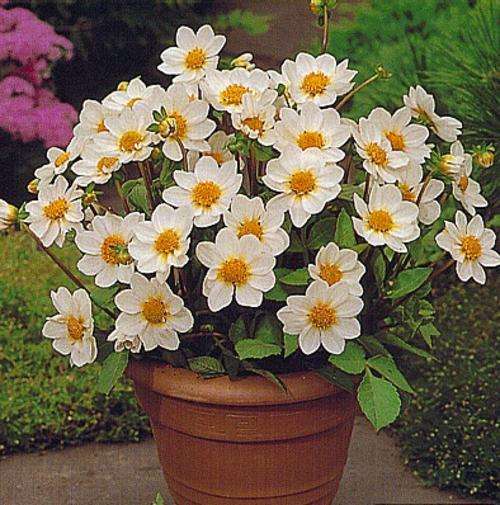 Dahlia Flower Bulbs - Top mix - White - 2 Bulbs (Not Seeds)