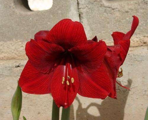 Amaryllis Sonata Single - Dynamite - red   - Flower Bulbs (Not Seeds)
