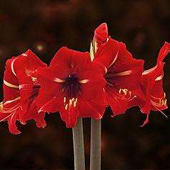 Amaryllis Sonatini - Amico - Flower Bulbs (Not Seeds)