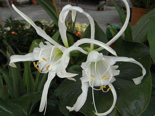 Hymenocallis - Advance - Flower Bulbs (Not Seeds)