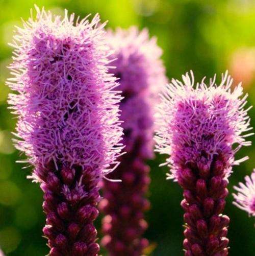 Liatris - Spicata x Hybrida - Flower Bulbs (Not Seeds)