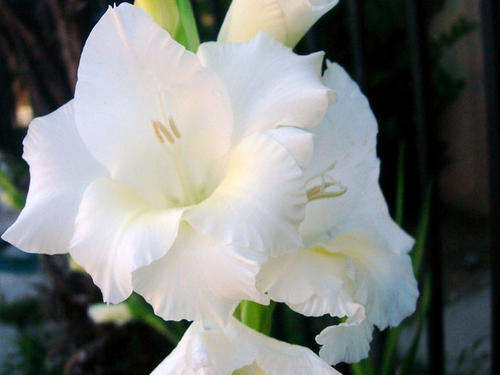 Gladiolus -  Gladioli - Creamy white - Flower Bulbs (Not Seeds)