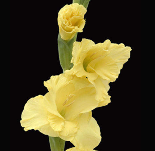 Gladiolus -  Gladioli - Yellow - Flower Bulbs (Not Seeds)