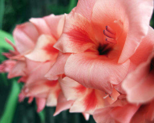 Gladiolus -  Gladioli - Pink - Flower Bulbs (Not Seeds)