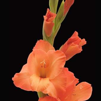 Gladiolus -  Gladioli - Orange - Flower Bulbs (Not Seeds)