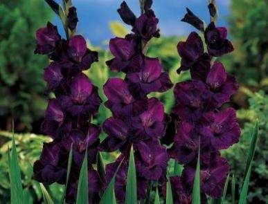 Gladiolus -  Gladioli - Black Star - Flower Bulbs (Not Seeds)