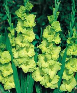 Gladiolus -  Gladioli - Green Star - Flower Bulbs (Not Seeds)