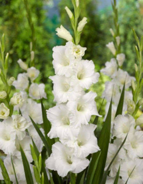Gladiolus -  Gladioli - Bangladesh - Flower Bulbs (Not Seeds)