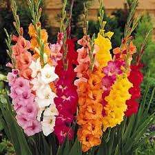 Gladiolus -  Gladioli - Mixed - Flower Bulbs (Not Seeds)