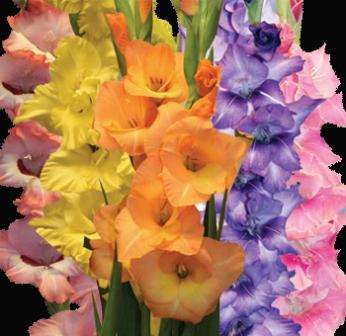 Gladiolus -  Gladioli - Growers Selection - Flower Bulbs (Not Seeds)