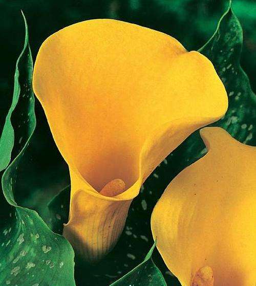 Arum Lily -  Zantedeschia - Pentlandii - Flower Bulbs (Not Seeds)