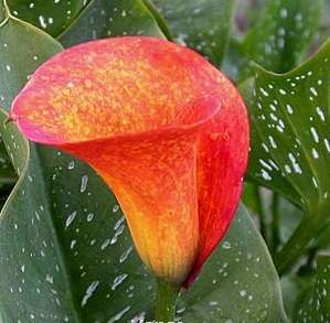 Arum Lily -  Zantedeschia - Mango - Flower Bulbs (Not Seeds)