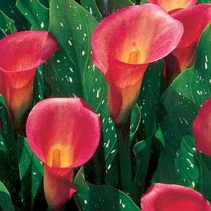 Arum Lily -  Zantedeschia - Red Delicious - Flower Bulbs (Not Seeds)