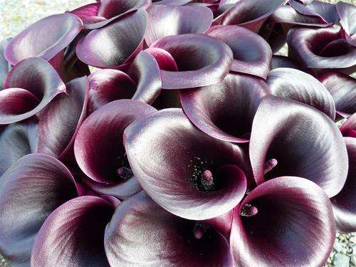 Arum Lily -  Zantedeschia - Black Panther - Flower Bulbs (Not Seeds)