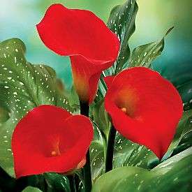 Arum Lily -  Zantedeschia - Red Sox - Flower Bulbs (Not Seeds)