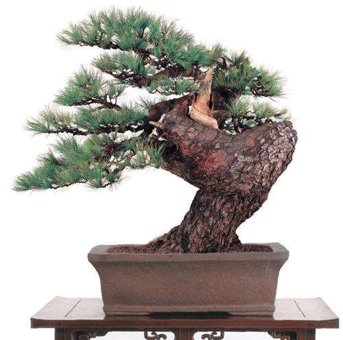 * NEW * Japanese White Pine - Pinus Parviflora - Bonsai Tree - 5 Seeds