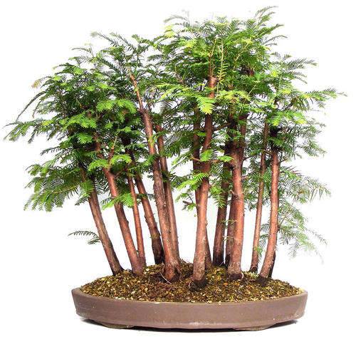 Dawn Redwood - Metasequoia Glyptostroboides - 10 Seed Pack - Beautiful Bonsai Specimen