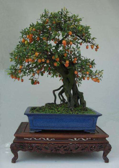 Diospyros Kaki - Japanese Persimmon Fruit Tree - 5 Seeds - Beautiful Bonsai