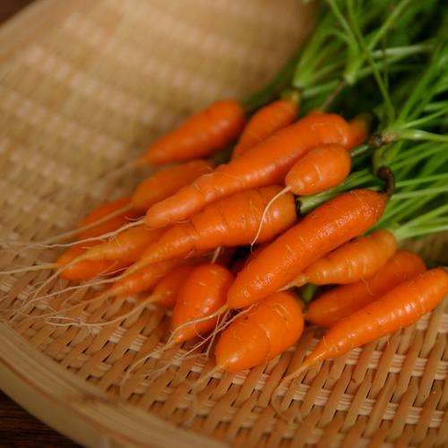Sweetheart Baby Carrots - Daucus Carrota - Vegetable - 300 Seeds
