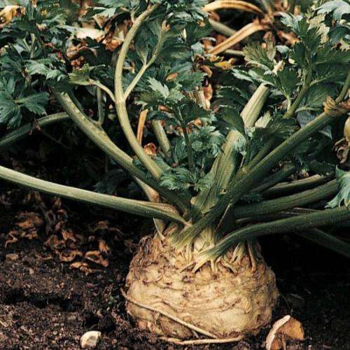 Zwolsche Krul Celeriac - Apium graveolens var. rapaceum - Vegetable - 200 Seeds