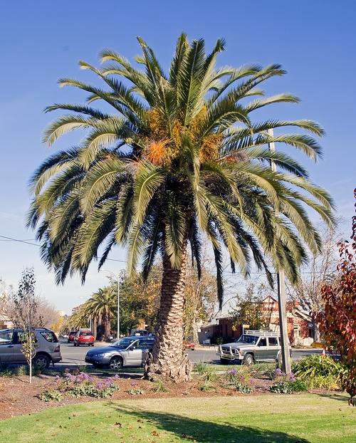 Canary Islands Date Palm - Phoenix Canariensis - Exotic Palm - 5 Seeds