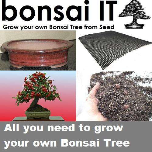 bonsai-IT | Everything you need to grow your own bonsai