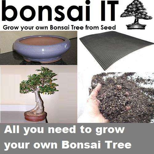 African Baobab - bonsai-IT - Everything you need to grow your own bonsai