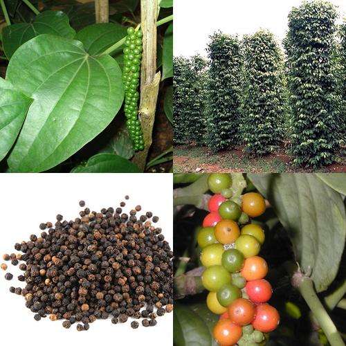 *** NEW *** Grow your own Pepper - Black Pepper Vine - Piper Nigrum - 10 Seeds