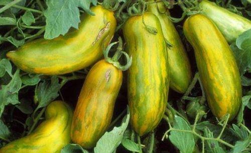 Green Sausage Tomato - Heirloom Vegetable - 5 Seeds
