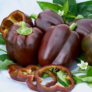 Chocolate Beauty Sweet Pepper - Heirloom Vegetable - 5 Seeds