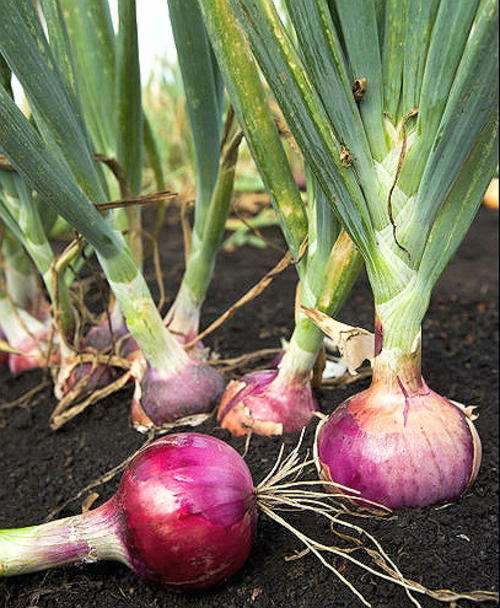 100 Seeds - Red Creole Onion - Allium Cepa - Vegetable