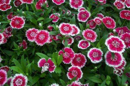 Dianthus Baby Doll Mix - Dianthus Chinensis - Perennial Plant - 200 Seeds - Bushy with rich flowers