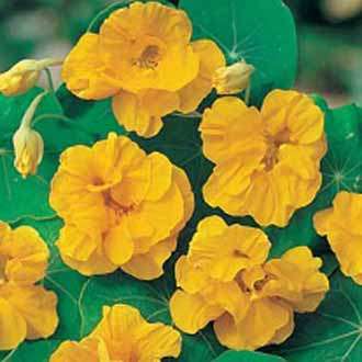 Nasturtium Golden Globe - Tropaeloum Majus - 10 Seeds - Edible Annual Flower