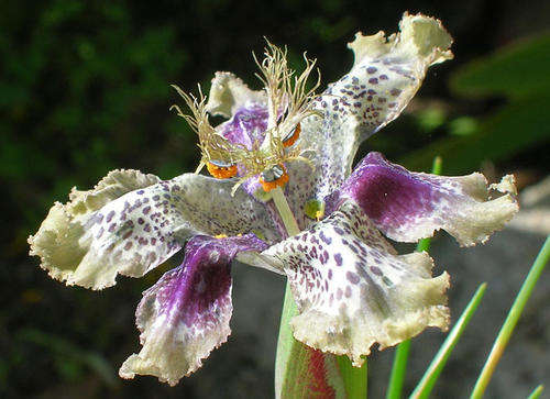 Ferraria Densepunctulata -South African Bulb - 5 Seeds
