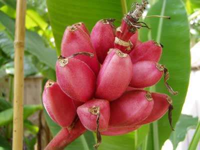 Musa Velutina - Pink Banana - Ornamental Fruit - 5 Seeds - FREE Ebooks
