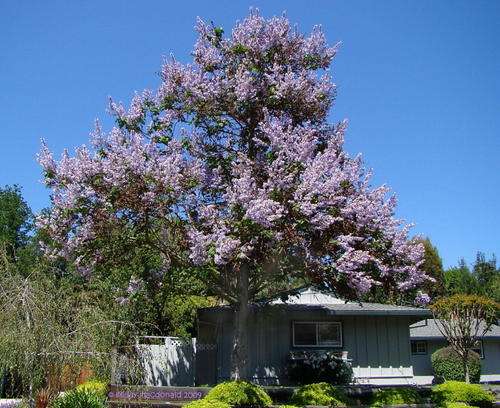 *** Worlds fastest growing tree *** Royal Paulownia Empress Tree - Paulownia Tomentosa -  20 Seeds