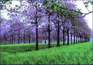 Dragon Tree - Paulownia Fortunei -  20 Seeds - Very fast Growing Exotic Tree