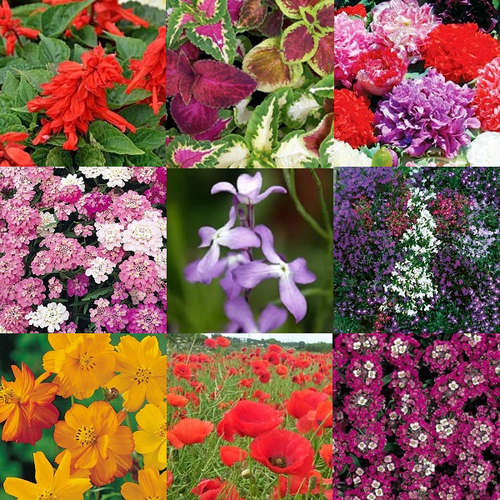 'Summer Colours' Flower Seeds - 10 Seed Packs - Over 3 000 Seeds - Summer Specials - PK6