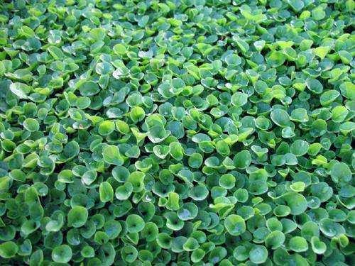 Wonderlawn Lawn Grass - 100gms - 10m2 - Large Range