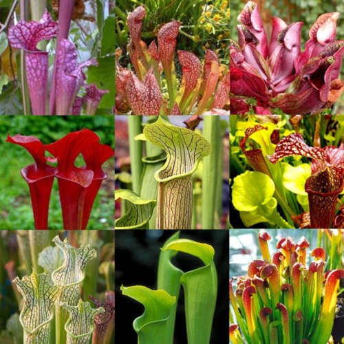 Mixed Pitcher Plants - Sarracenia Mixed Species - Carnivorous - 5 Seeds - Insectivorous Plants
