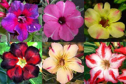 Adenium Obesum Desert Rose " Mixed Colours " - Succulent / Bonsai - 10 Seeds