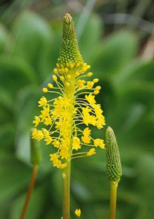 Bulbinella Nutans Swartturk - Indigenous Perennial Bulb Seeds - 10 Seeds