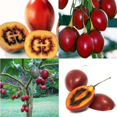 *** NEW *** Tamarillo Fruit - Solanum Betaceum - Exotic Fruit Tree - 5 Seeds