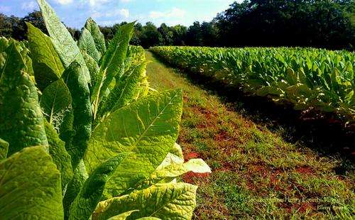 *** NEW *** Golden Virginia Tobacco - Nicotiana Tabaccum - 100 Seeds - Organic Grown