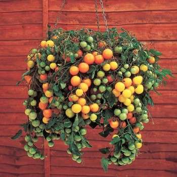 Tumbling Tom Tomato Kit - All you need to grow your Tumbling Tomatoes