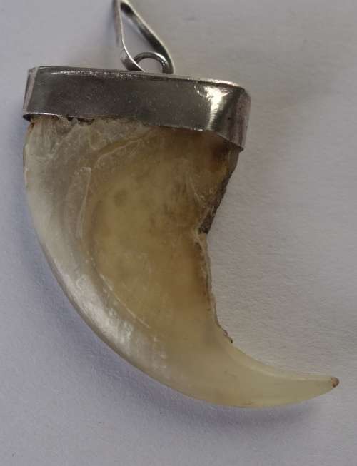 GENUINE AFRICAN LION CLAW PENDANT