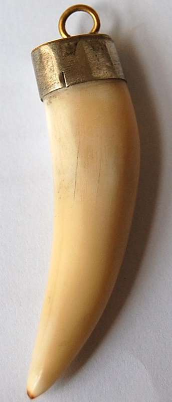 GENUINE AFRICAN LION TOOTH - NOT A CARVING