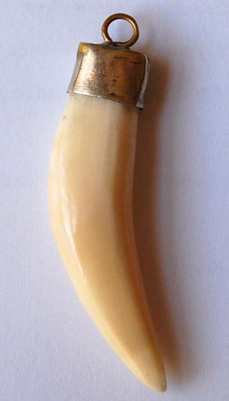 GENUINE AFRICAN LION TOOTH - NOT A CARVING