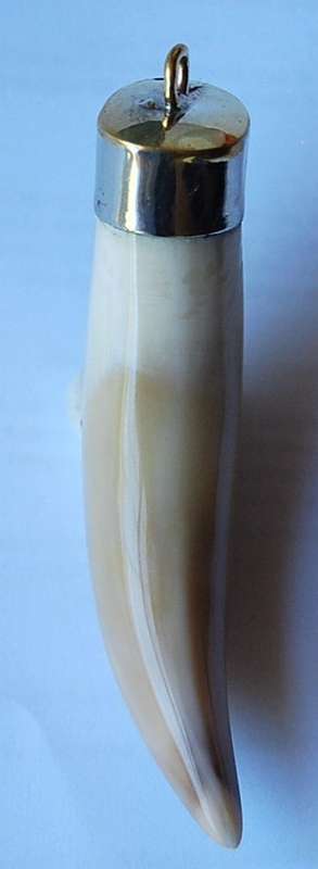 GENUINE LION TOOTH EXTRA LARGE