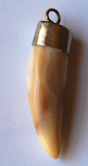 GENUINE AFRICAN LION TOOTH - NOT A CARVING